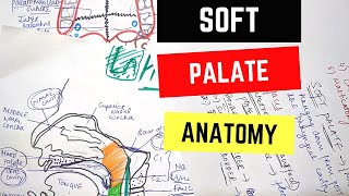 SOFT PALATE ANATOMY [upl. by Ffirahs]