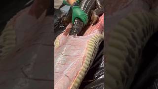 How snakes Swallow Massive prey 🫣 Reticulated python Eats cow Burmese python Eats Alligator 🐊🤯 [upl. by Aowda]