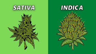 Sativa vs Indica  What’s Better [upl. by Mulligan]