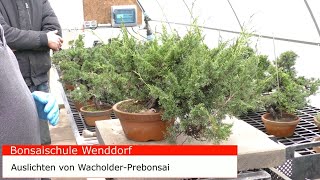 Wacholder Prebonsai auslichten [upl. by Bora]