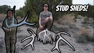 Looking for Nevada Elk Sheds Part 2  Shed Hunting 2024 [upl. by Ulrica]