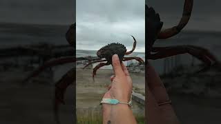 CRAB FIGHTING👀🥊Carcinus Maenas crabfightingbeachnaturecloseupviralvideoshortssubscribelike [upl. by Sinnel234]