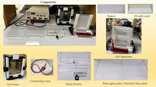 Gel Electrophoresis technique I PAGE I SDSPAGE I AGAROSE I Understand the basics easily [upl. by Yenhpad59]