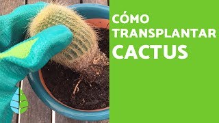 Cómo TRASPLANTAR un CACTUS y Cuándo hacerlo [upl. by Ylicec]