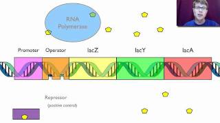 Gene Regulation [upl. by Leicam]