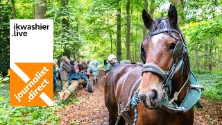 Ecologisch bosbeheer met trekpaarden demonstratie voor Bosgroep OostVlaanderen in Smissenbroek [upl. by Artinek]