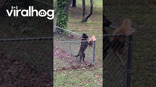 Dog Keeps Cat Contained In Yard  ViralHog [upl. by Riocard]