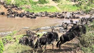 Wildebeest migration arrived Maasai mara [upl. by Naor]