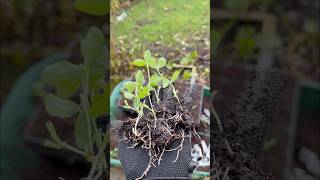 Sweet Pea Seedlings Autumn Sow Seedlings flower flowergarden garden autumngarden gardening [upl. by Alden792]