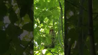 Zorzal cantando  Uruguay Turdus Rufiventris [upl. by Cristian]