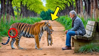 Une tigresse en pleurs apporte son petit mourant à cet homme et alors quelque chose d’incroyable se [upl. by Calvina]