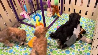 Morkies Puppies [upl. by Coretta817]