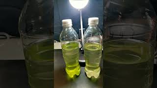 What in the Algae is going on here experiment biofuel microalgae sustainability science [upl. by Aerdnas21]