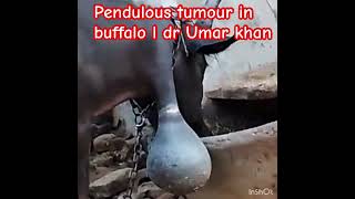 Pendulous tumour in buffalo l dr Umar khan [upl. by Nodyarb]