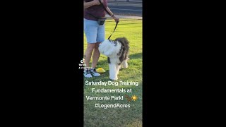 Saturday Dog Training Fundamentals at Veramonte Park Legend Acres [upl. by Ojillek]