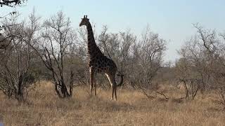 Timbavati SouthAfrica next to Kruger NP [upl. by Conlee]