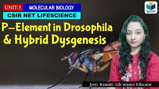 PElement in Drosophila and Hybrid Dysgenesis CSIR NET MOLECULAR BIOLOGY [upl. by Chic]