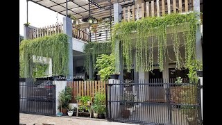 About Curtain creepers  Vernonia plants කර්ටන් ක්‍රීපර්ස් පැල ගැන විස්තරයක් [upl. by Wilow17]