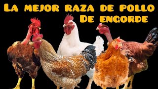 La mejor raza de pollo de engorde para criar y reproducir en casa Todo sobre la raza francés SASSO [upl. by Trauts]