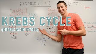 Krebs Cycle Explained [upl. by Anitnauq]