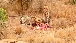 Amazing Videos Tiger Vs Hyena Real Fight [upl. by Fevre]