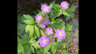 Mondays with Martha 157  Wild Geranium [upl. by Nuaj]