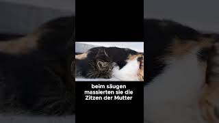 Warum kneten Katzen Die süße Wahrheit  Katzenfakten [upl. by Nosyt]