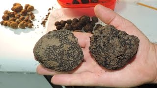 Тартуфите во Македонија Truffles of Macedonia [upl. by Netsryk]