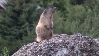 I quotfischiquot delle marmotte [upl. by Niraj]