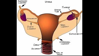 Structure and ligament support of the uterus Round ligament broad ligament Pubocervical ligament [upl. by Kristofer]