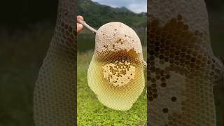 Extreme Honeycomb harvesting 🍯 Harvesting honey from beehive 🐝 EP65 shorts trending satisfying [upl. by Rosaline307]