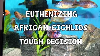 EUTHANIZE│AFRICAN│CICHLIDS│TOUGH DECISION [upl. by Rushing]