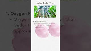 Pongamia Tree  Oxygen Production [upl. by Annawahs]