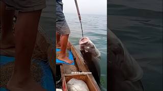 Why Tuna Fish Is So Expensive‼️😱tunafish shortsviral seafood viralvideos [upl. by Annaoj995]