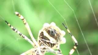 Araña tigre Argiope argentata TEJIENDO SU TELA [upl. by Tolkan]