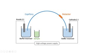 Capillary Electrophoresis Part 2 Instrumentation amp Electroosmotic Flow [upl. by Alleber]