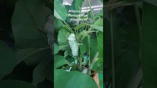 Attacus Atlas Formosanus Atlas Moth shortvideo insect taipeizoo taiwan atlas atlasmoth [upl. by Amarette]