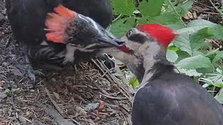 Pileated Woodpecker Feeding And Pecking Trees Sound [upl. by Eicyac]