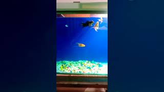 New fishes fishs shortvideo viralvideo [upl. by Ydoj703]