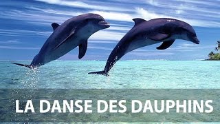 Danse des dauphins [upl. by Leiria]