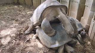 Accelerated giant tortoise mating 🐢💚 [upl. by Ees748]