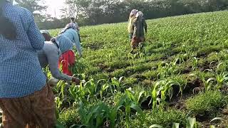 Carbofuran 3g  dropping in maize whorls for the control of pests at knee height stage [upl. by Eidok]