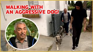 How to build trust with an aggressive dog  Cesar 911 [upl. by Gildea]