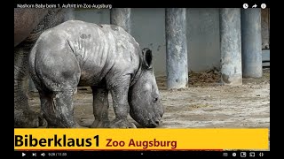 Nashorn Baby beim 1 Auftritt im Zoo Augsburg 2023 [upl. by Caputo303]