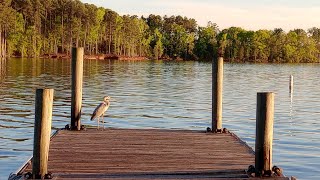 Dreher Island is dreamy An evening on Lake Murray [upl. by Leirza]