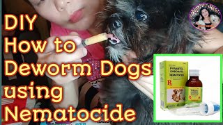 How to Deworm Dogs ShihTzu Using Nematocide jenny apelo [upl. by Bach]