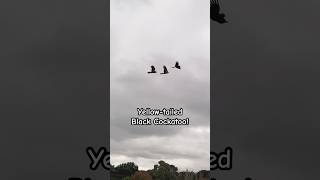 Mysterious Yellow Tailed Black Cockatoo Calls  Unbelievable [upl. by Arrej650]