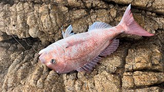 Massive Snapper at the Rocks [upl. by Bohs]