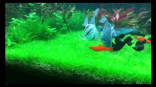 How To Make Your Aquarium Look Even Better With Mini Grass [upl. by Yrocal738]