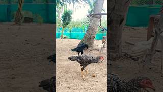 GA Farms petta henfarming ownbreed forsale contactus like share subscribe shortvideo [upl. by Ax]